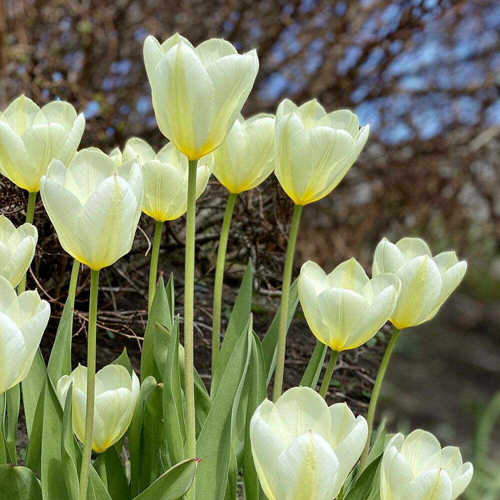 Design.by.Giske_storeringheim_hage_3977